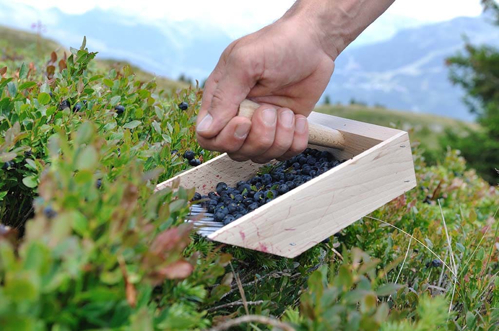 L'extrait utilisé par Nutrixeal provient de baies récoltées en Europe septentrionale
